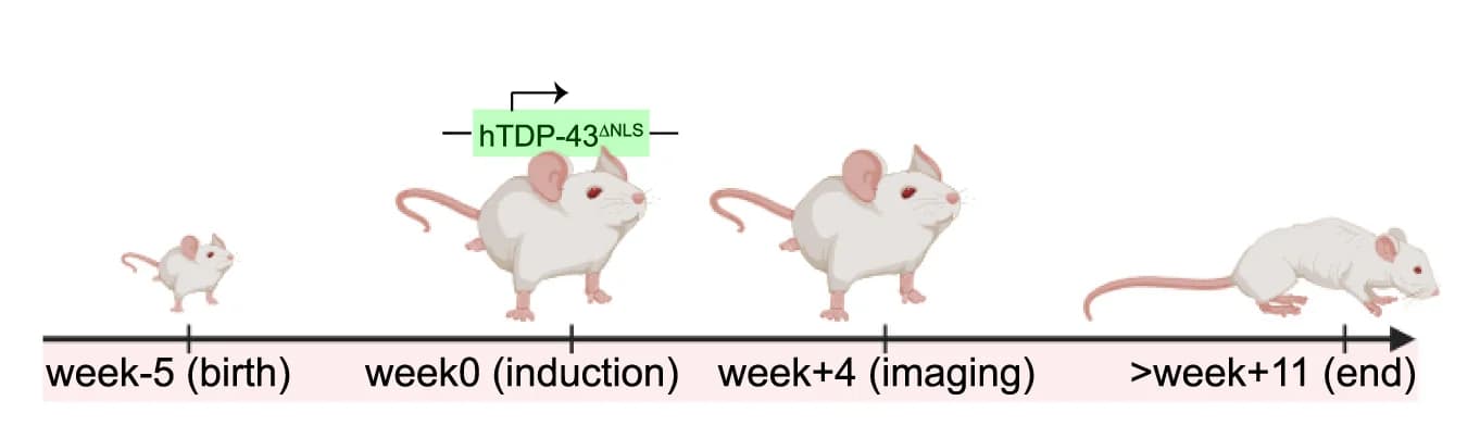Open access visualization of Workflow, Illustration, rNLS8 Mouse Model, hTDP-43ΔNLS Expression, Hippocampus
