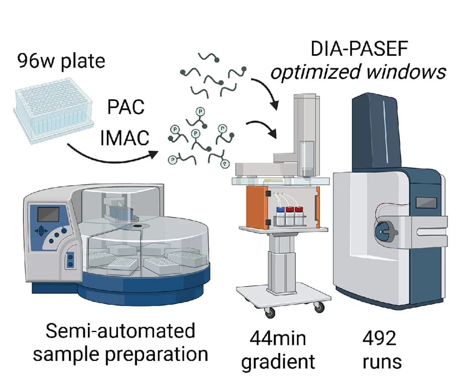 Open access visualization of Workflow, Illustration, Phosphoproteomics, KingFisher Robot, Liquid Chromatography-Tandem Mass Spectrometry