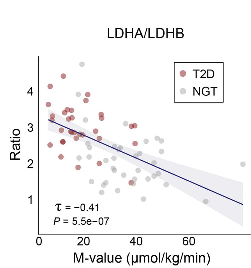 Open access visualization of Scatter Plot, Regression Plot, LDHA/LDHB Ratio, Insulin Sensitivity, Kendall’s Rank Correlation