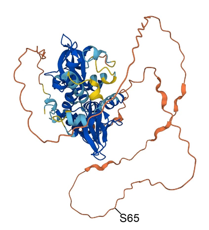 Open access visualization of Protein Structure, Alpha-Fold Structure, AMPKγ3, S65 Residue