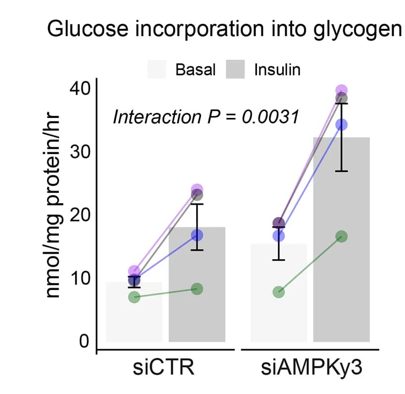 Open access visualization of Bar Plot, Line Plot, Error Bars, Glucose Incorporation, Glycogen