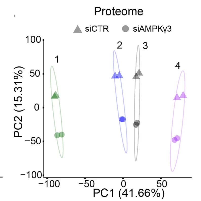 Open access visualization of Scatter Plot, PCA, Principal Component Analysis, Skeletal Muscle Myotubes, Proteome