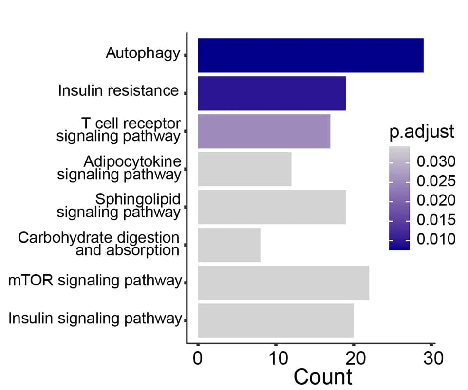 Open access visualization of Bar Plot, KEGG Pathway, Overrepresentation Analysis, Proteins, AMPKγ3 Knockdown