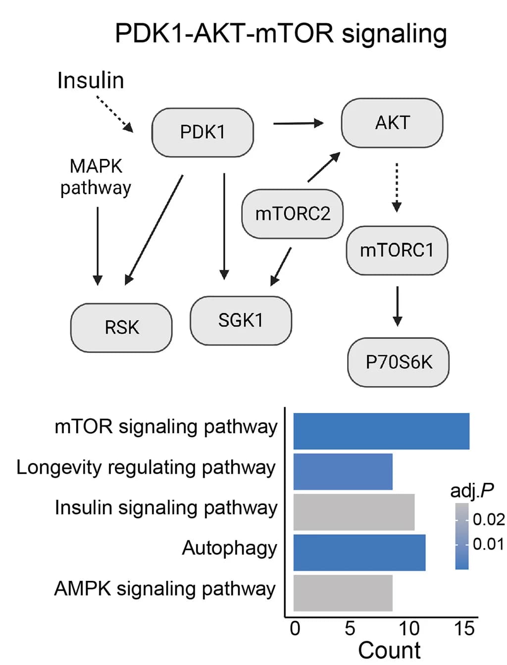 Open access visualization of Workflow, Bar Plot, Kinases, Signaling Pathways, Network