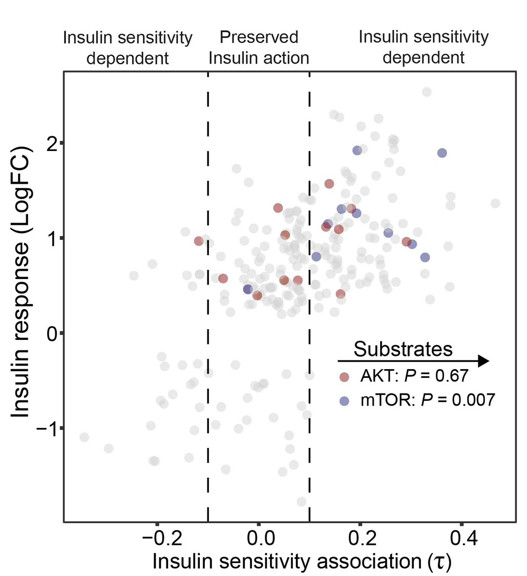 Open access visualization of Scatter Plot, Insulin Signaling, AKT, mTOR, Correlation