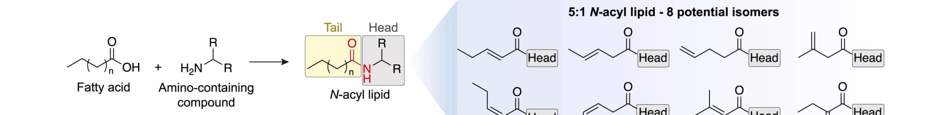 Open access visualization of Workflow, Illustration, Chemical Structure, N-Acyl Lipids, Isomers