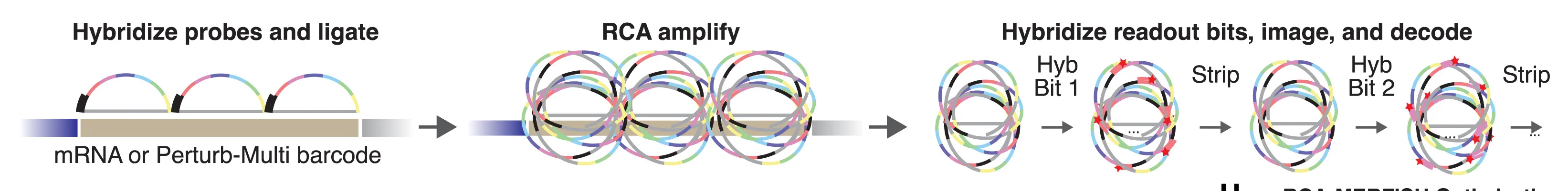 Open access visualization of Workflow, Illustration, RCA-MERFISH Workflow, RNAs, Padlock-Encoding Probes