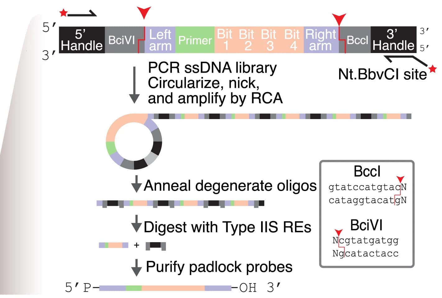 Open access visualization of Workflow, Padlock-Encoding Probes, Array-Synthesized Oligo Pools, PCR Amplification, Circularization