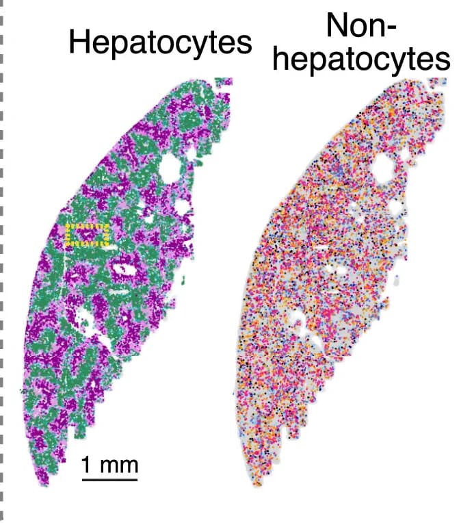 Open access visualization of Scatter Plot, Photo, Spatial Organization, Hepatocyte Subtypes, Non-Hepatocyte Cells