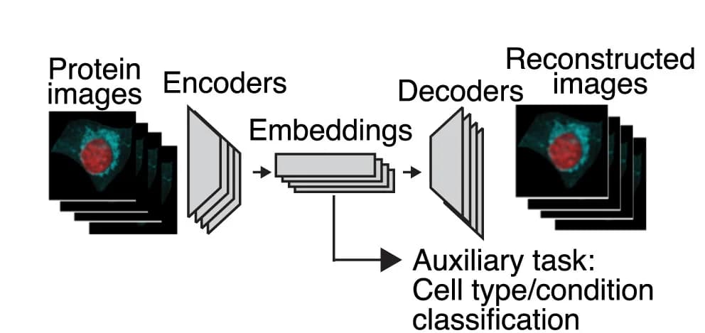 Open access visualization of Workflow, Illustration, Deep Learning, Autoencoder, Protein Morphologies