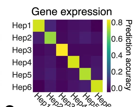 Open access visualization of Heatmap, Confusion Matrix, Hepatocyte Subtype, Classification Accuracy, MERFISH