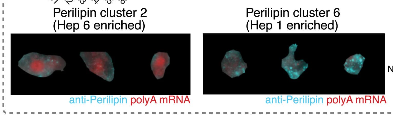 Open access visualization of Microscopy, Hepatocytes, Perilipin, Embedding Clusters