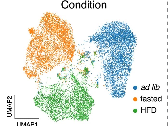 Open access visualization of Scatter Plot, UMAP, ScRNA-seq, Ad Libitum, Overnight Fasting