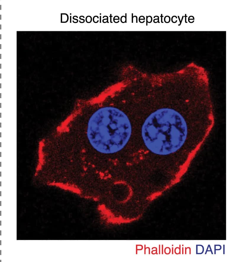Open access visualization of Microscopy, Fluorescence Micrograph, Hepatocyte, Liver, DAPI