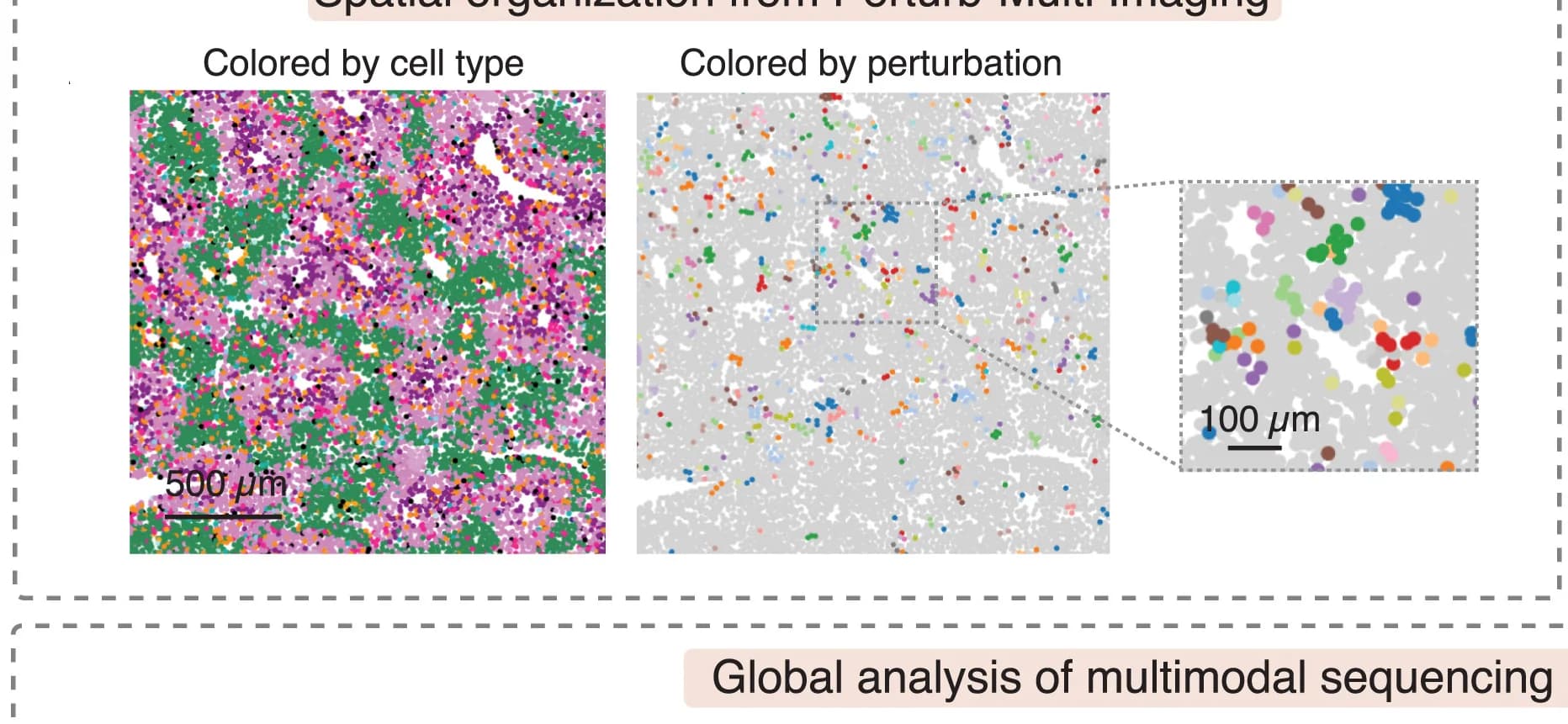 Open access visualization of Scatter Plot, sgRNAs, Imaging Dataset, Cell Type, sgRNA Barcode