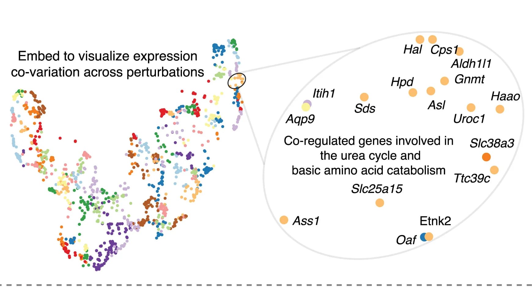 Open access visualization of UMAP, Scatter Plot, Minimal Distortion Embedding, mRNA, Hepatocytes