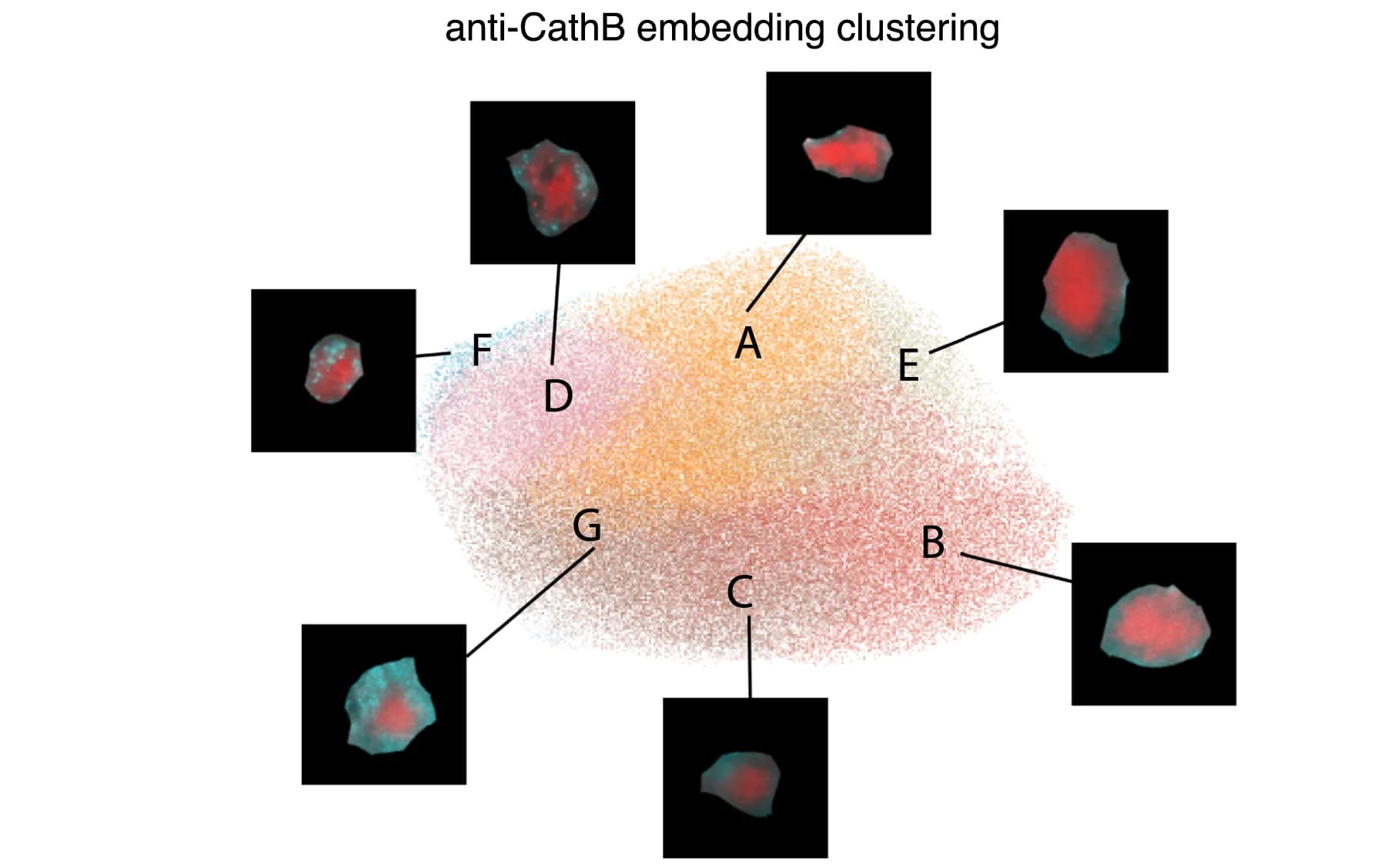 Open access visualization of Scatter Plot, UMAP, Microscopy, Leiden Clustering, CathB Embeddings