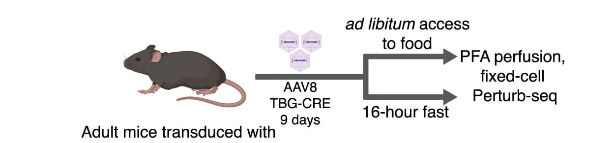 Open access visualization of Workflow, Illustration, Diet, Genetic Perturb-seq Experiment, Ad Libitum