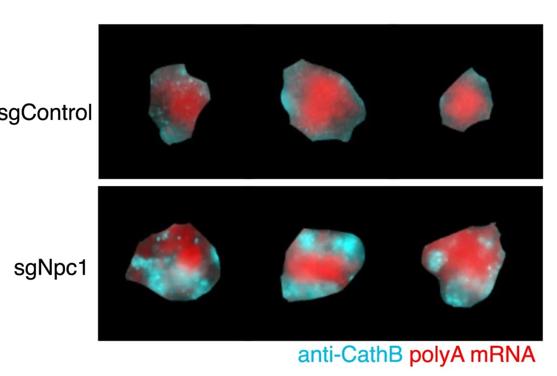 Open access visualization of Microscopy, Heatmap, Differentially Expressed Genes, Benjamini-Hochberg Correction, Mann-Whitney Test