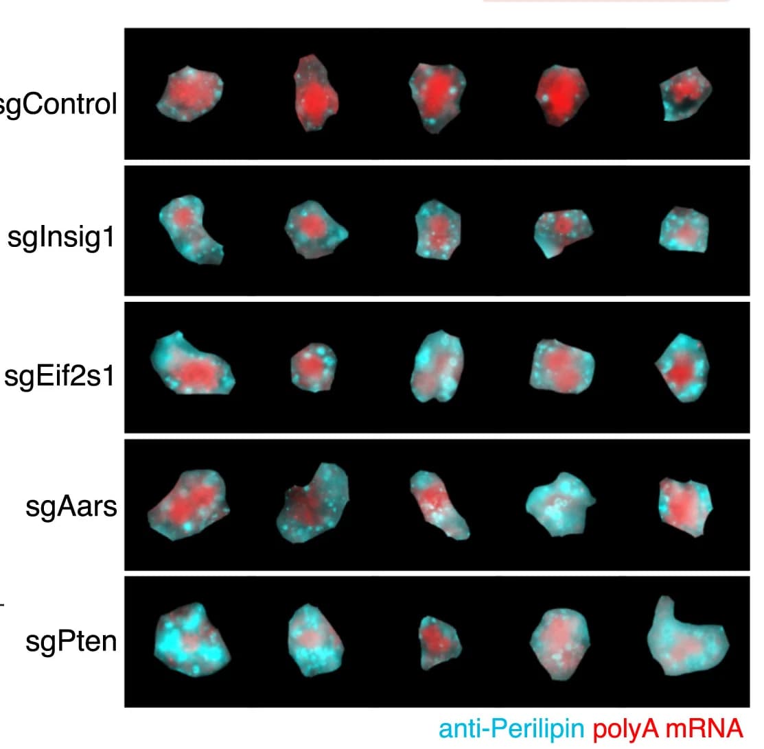 Open access visualization of Microscopy, Cells, sgRNAs, Perilipin, Poly(A) FISH