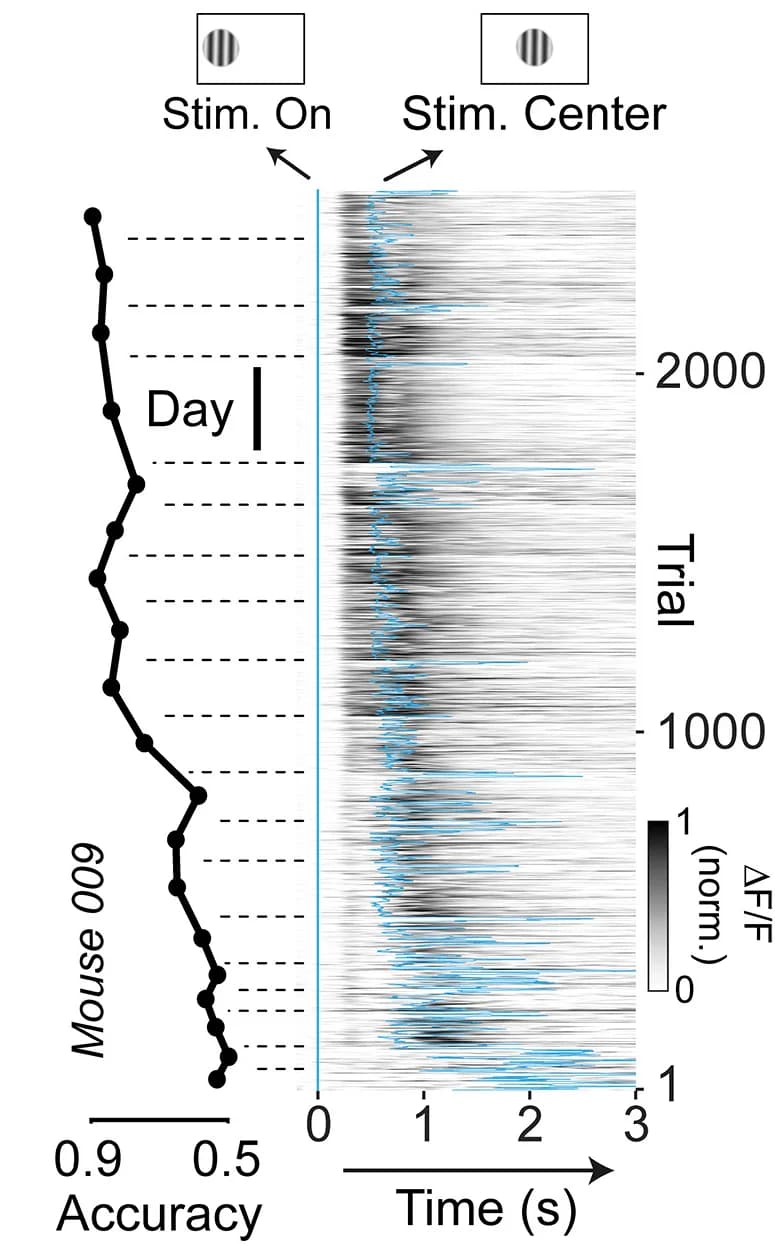 Open access visualization of Line Plot, Heatmap, Accuracy, Stimulus, DLS