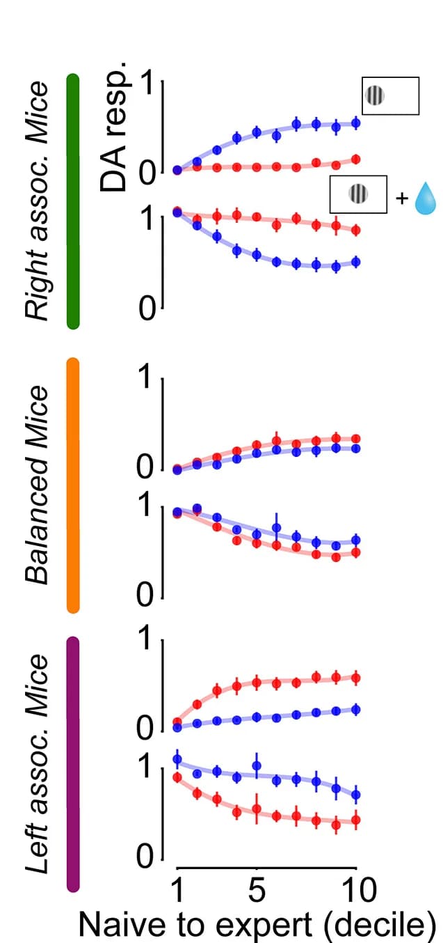 Open access visualization of Line Plot, Error Bars, Stimulus, Outcome, DLS