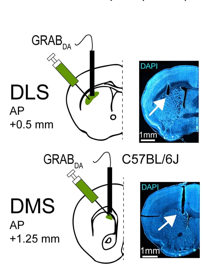 Open access visualization of Microscopy, Illustration, Fiber Photometry, DA Release, DLS