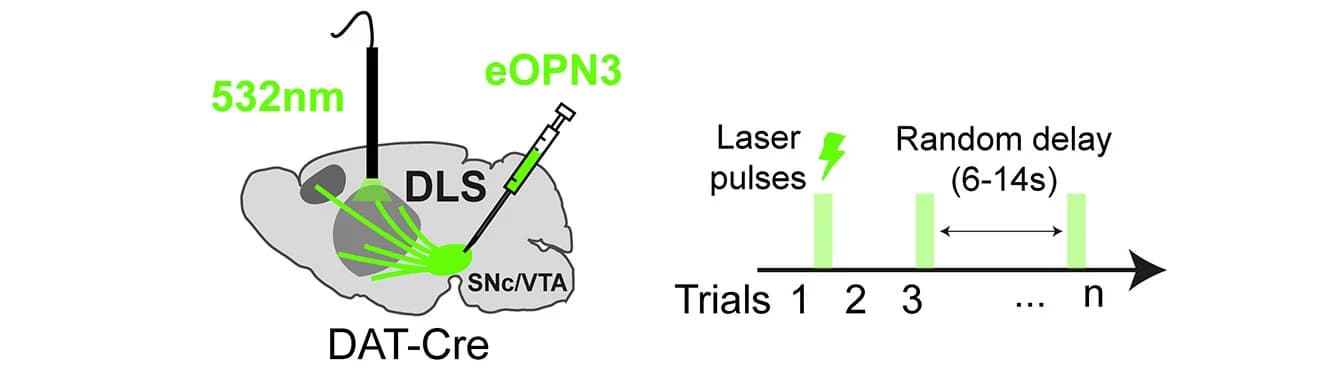 Open access visualization of Illustration, Workflow, Schematic, Optogenetic Inhibition, Laser Pulses
