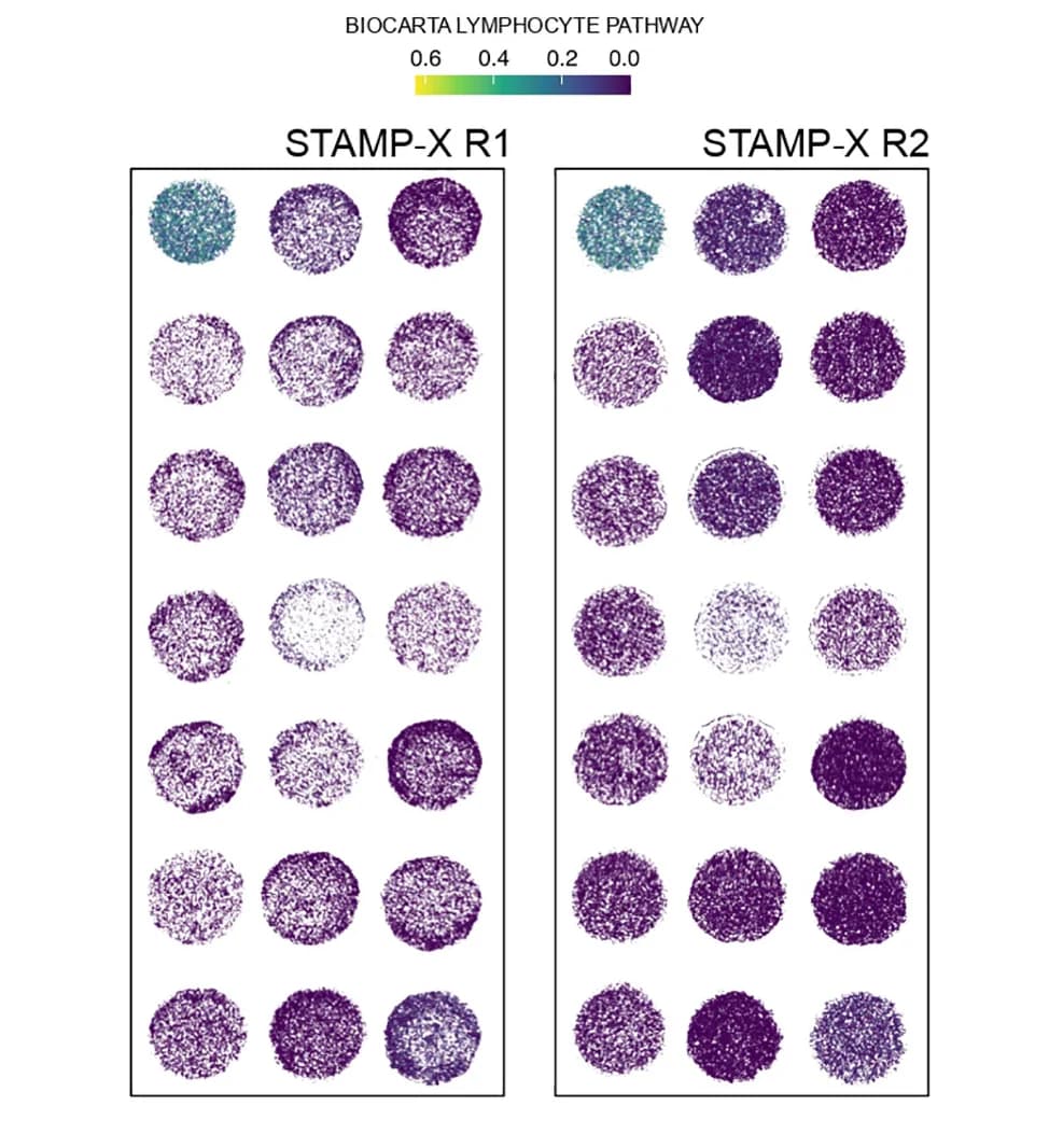 Open access visualization of Scatter Plot, AUCell Scores, Biocarta Lymphocyte Pathway, Xenium Replicates