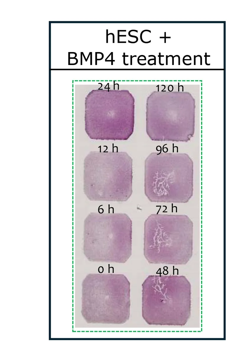 Open access visualization of Microscopy, STAMP, BMP4 Treatment, H&E Staining, Slide Layout