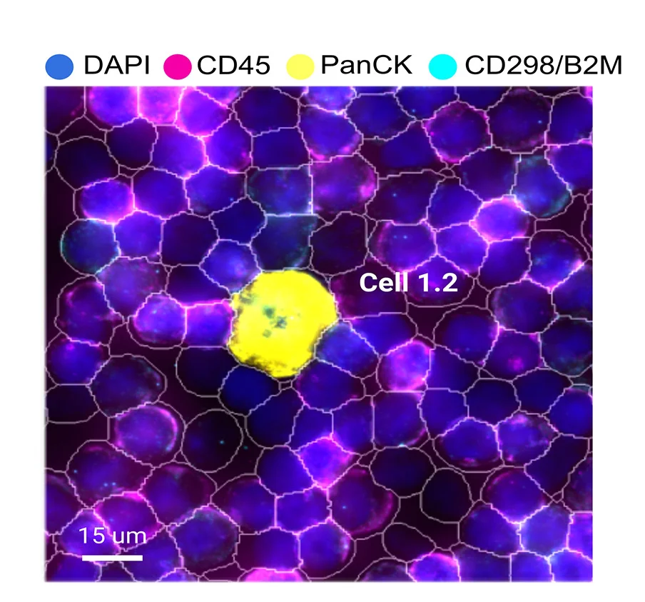 Open access visualization of Microscopy, Immunofluorescence, DAPI, PanCK, CD45