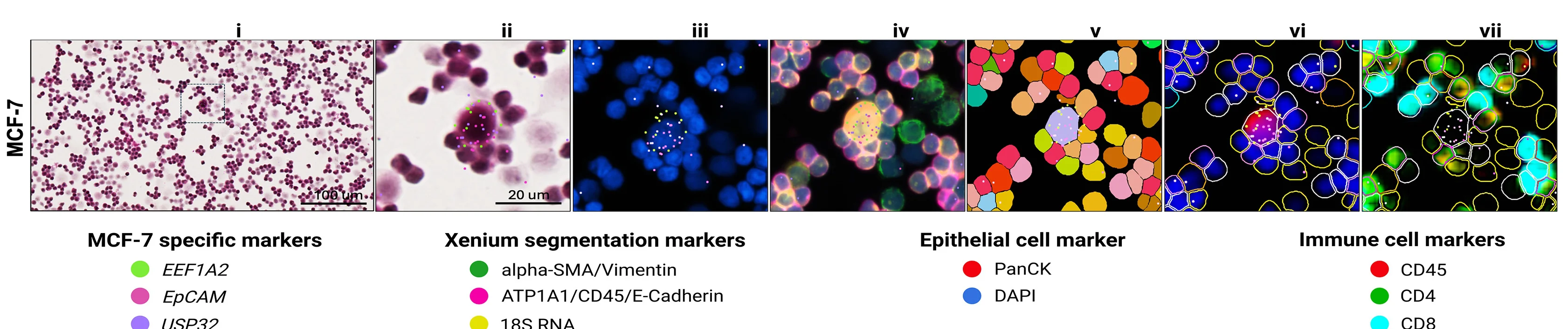 Open access visualization of Microscopy, Multimodal Visualization, CTC-Mimic, STAMP-X, Cell Type Markers