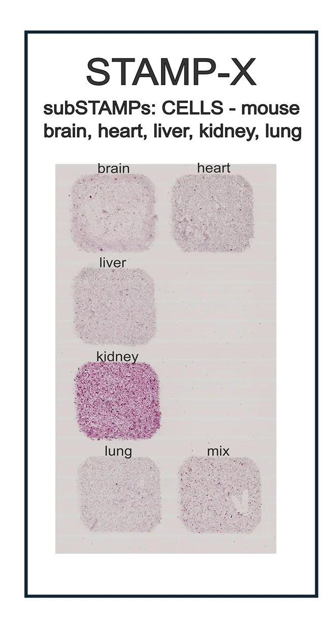 Open access visualization of Microscopy, Tissue STAMP, Mouse Tissues, Cell Dissociation, Brain