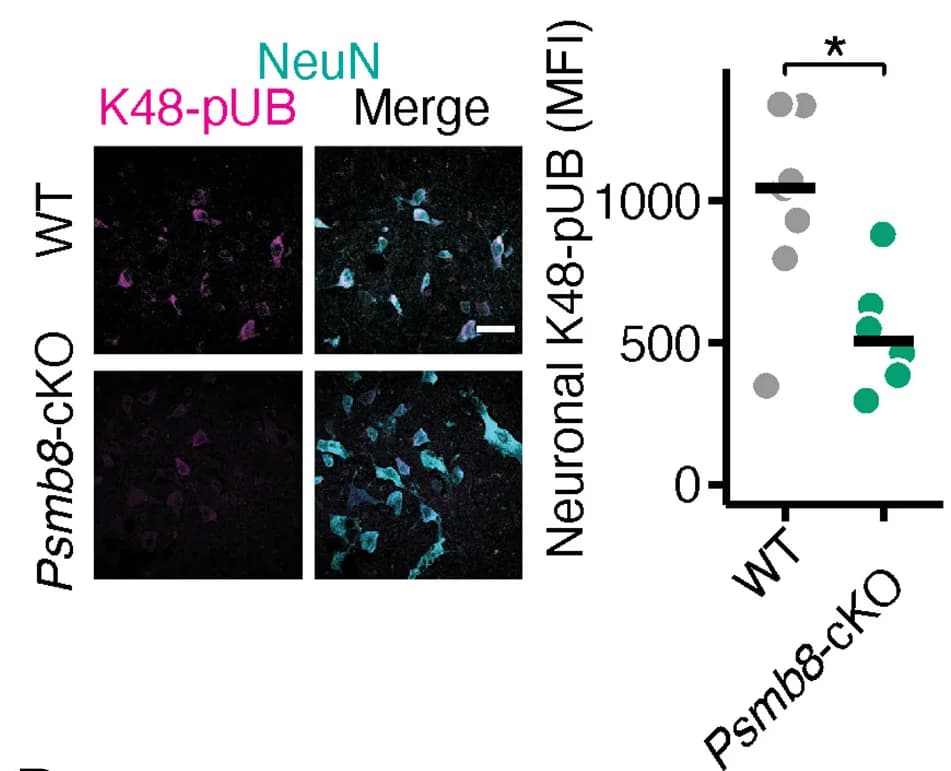 Open access visualization of Scatter Plot, K48-Poly-Ubiquitin, Neurons, VHOT, Spinal Cords