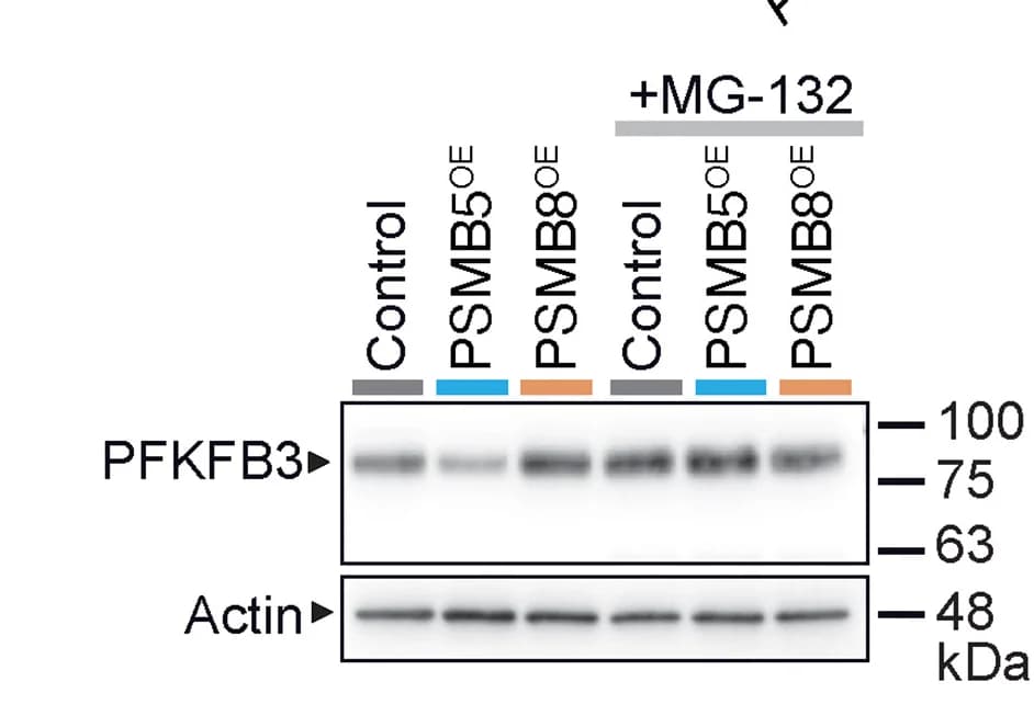 Open access visualization of Gel, Immunoblot, PFKFB3, Actin, mScarlet