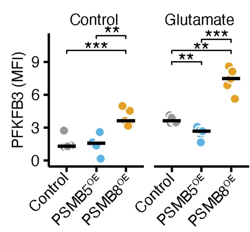 Open access visualization of Scatter Plot, PFKFB3 MFI, Neurons, mScarlet, PSMB5OE