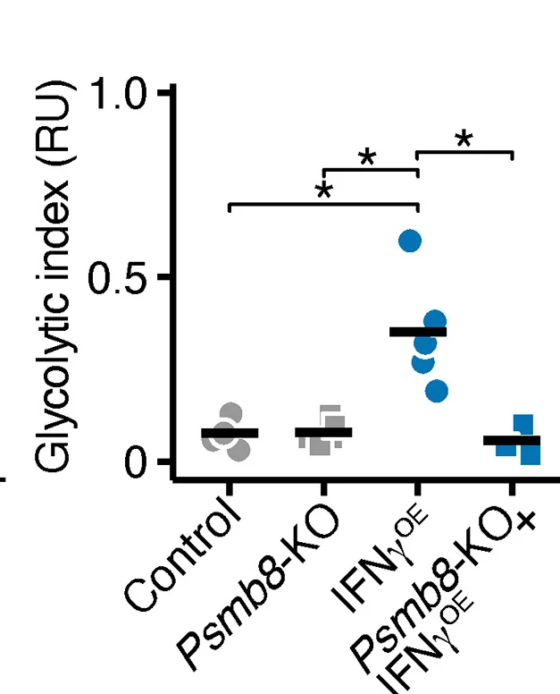 Open access visualization of Scatter Plot, Glycolytic Index, Neurons, Wild-Type Control, Psmb8-KO