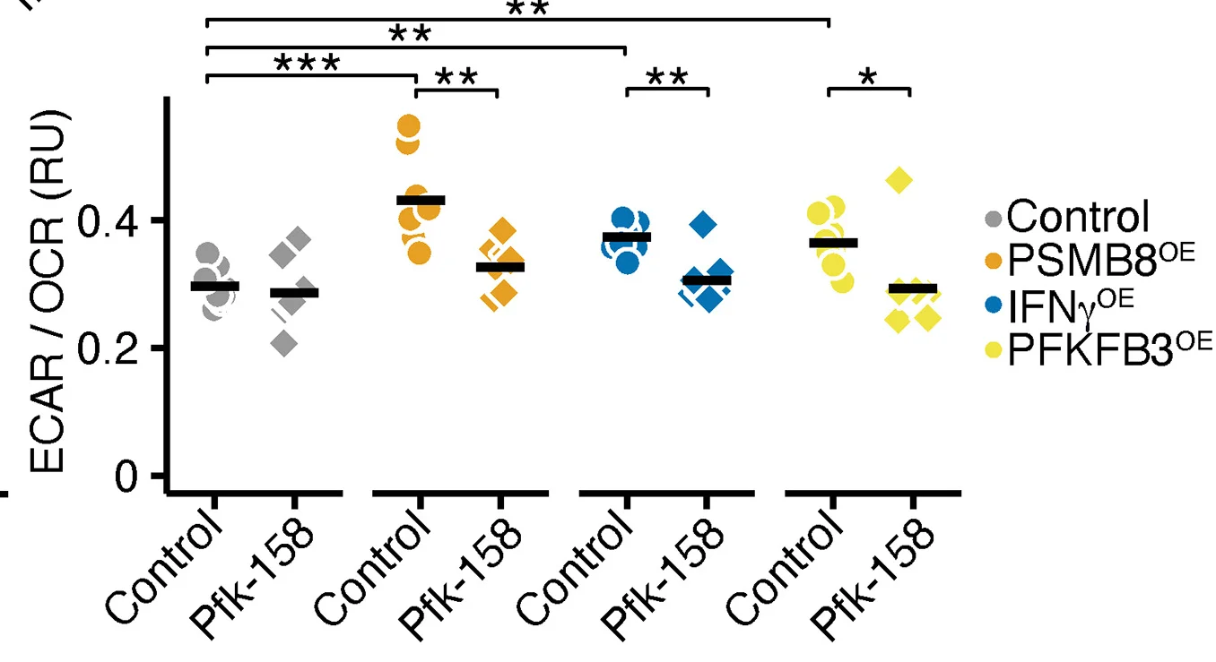 Open access visualization of Scatter Plot, ECAR/OCR Ratio, Neurons, Wild-Type Control, PSMB8 Overexpression