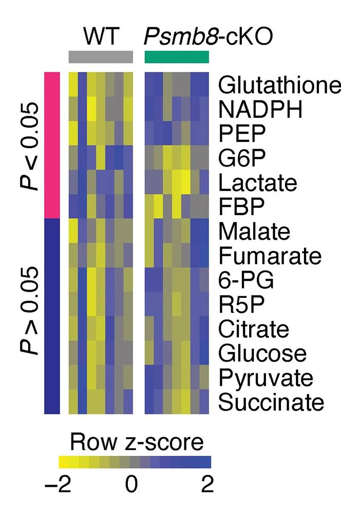 Open access visualization of Heatmap, MALDI Mass Spectrometry, Glucose, Glucose-6-Phosphate, Fructose-1/2,6-Bisphosphate