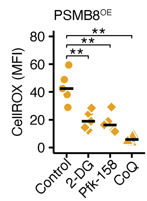 Open access visualization of Scatter Plot, ROS Quantification, CellROX MFI, PSMB8OE Neurons, Vehicle Treatment