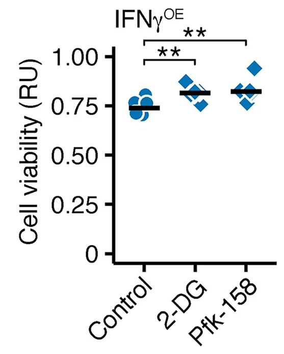 Open access visualization of Scatter Plot, Cell Viability, Neurons, IFNγ Overexpression, 2-DG