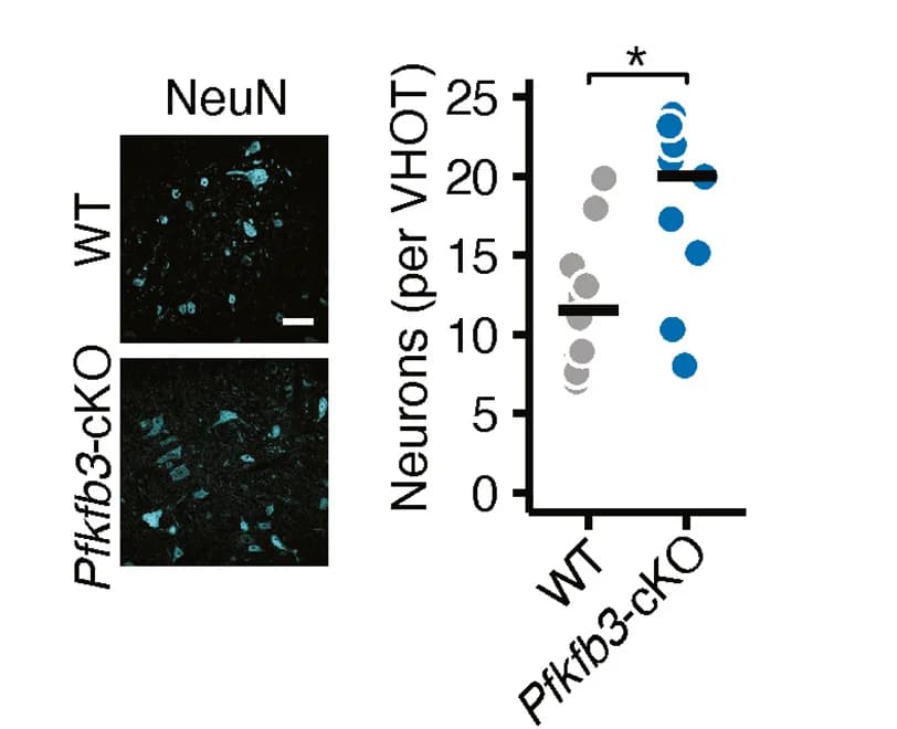 Open access visualization of Scatter Plot, Neuron Count, Spinal Cord, VHOT, WT