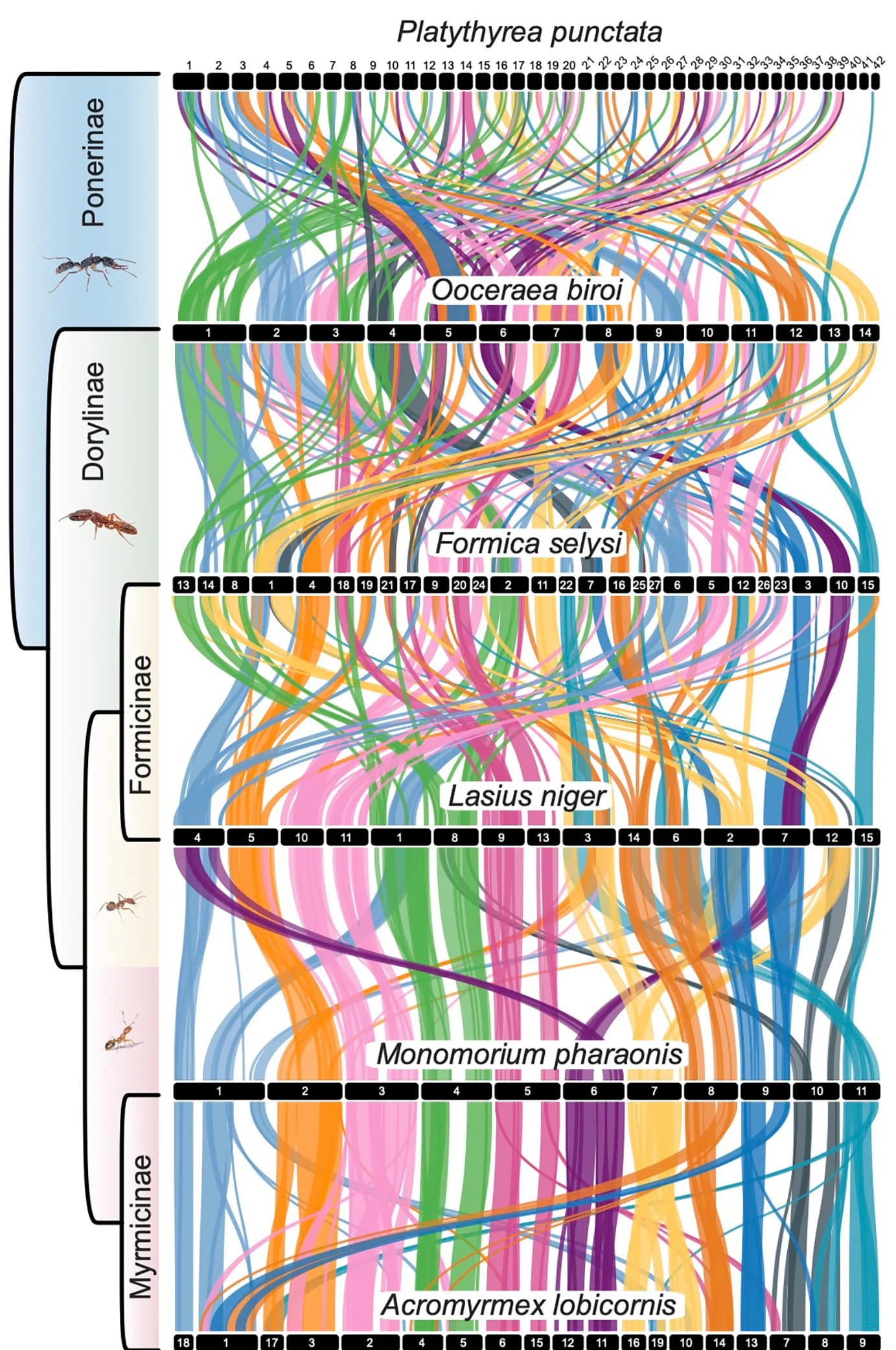 Open access visualization of Sankey, Synteny, Chromosomes, Syntenic Blocks, Genome Size