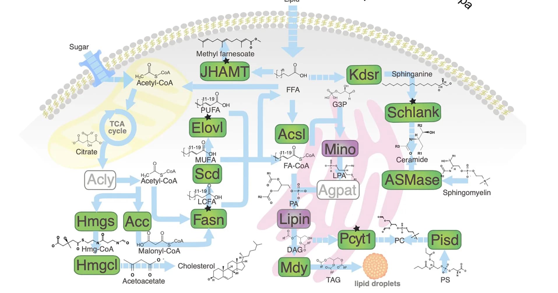 Open access visualization of Pathway, Syntenic Genes, Lipid Biosynthesis, Fatty Acids, Diacylglycerol