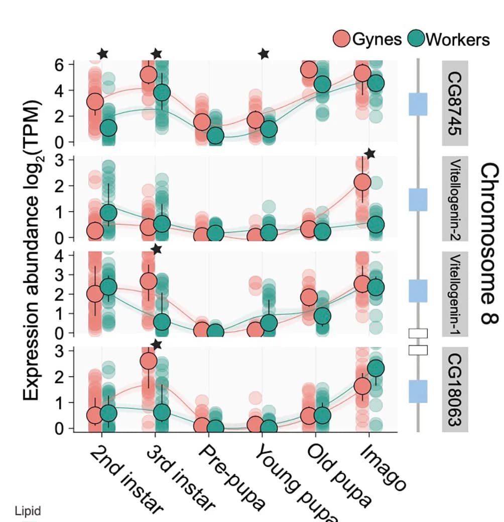 Open access visualization of Line Plot, Scatter Plot, Error Bars, Microsyntenic Block, Vitellogenins