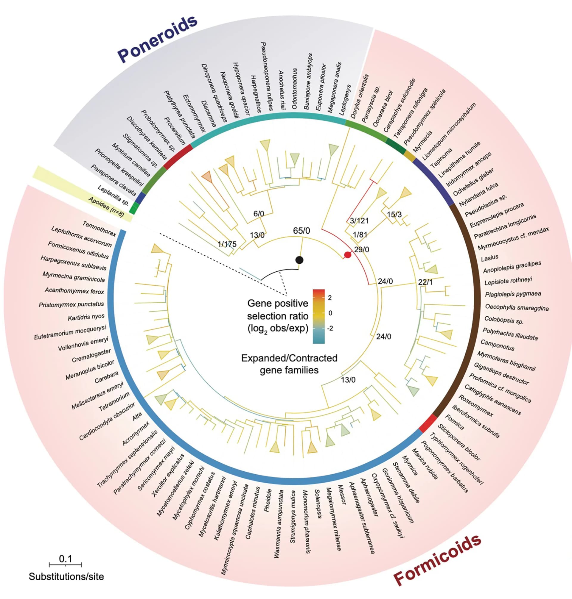 Open access visualization of Network, Pathway, Phylogenetic Tree, Gene Families, Positive Selection
