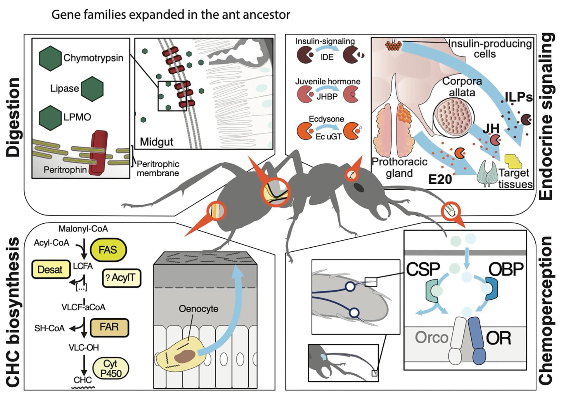 Open access visualization of Workflow, Illustration, Gene Families, Digestion, Endocrine Signaling