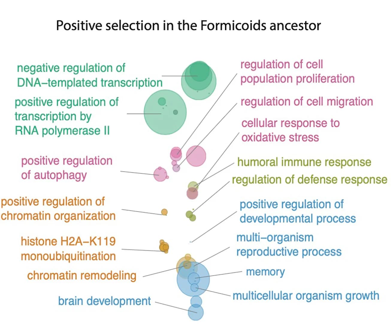 Open access visualization of Bubble Plot, GO-term Enrichment, Positively Selected Genes, Development, Autophagy