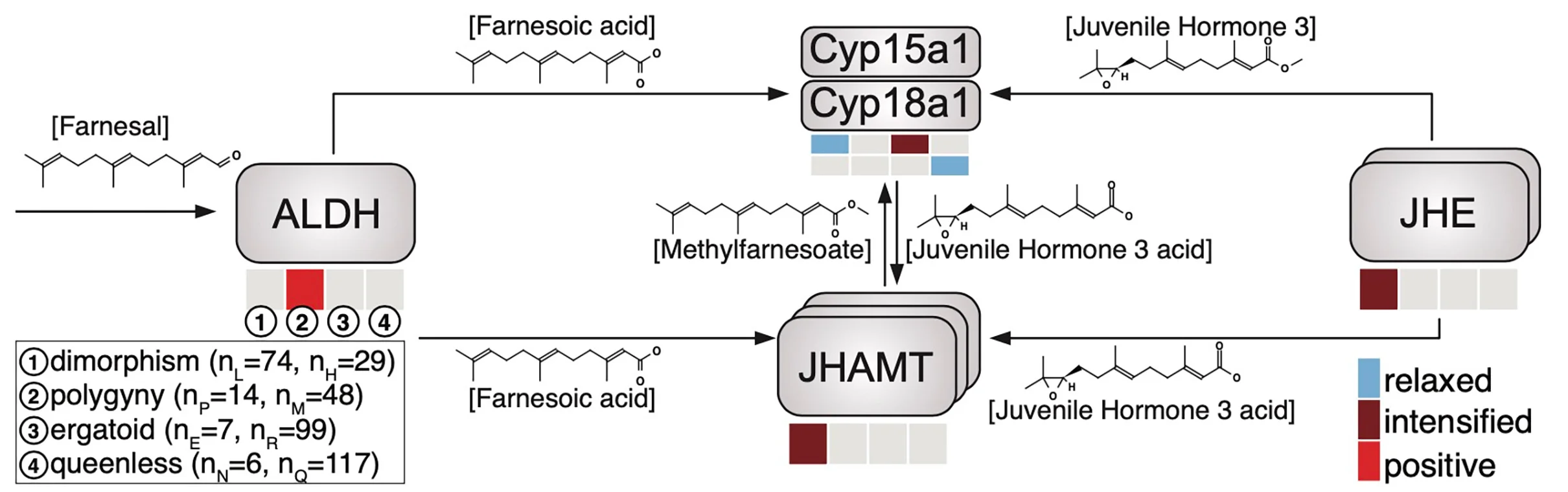 Open access visualization of Workflow, Pathway, Queen-Worker Dimorphism, Polygyny, Ergatoid Queens