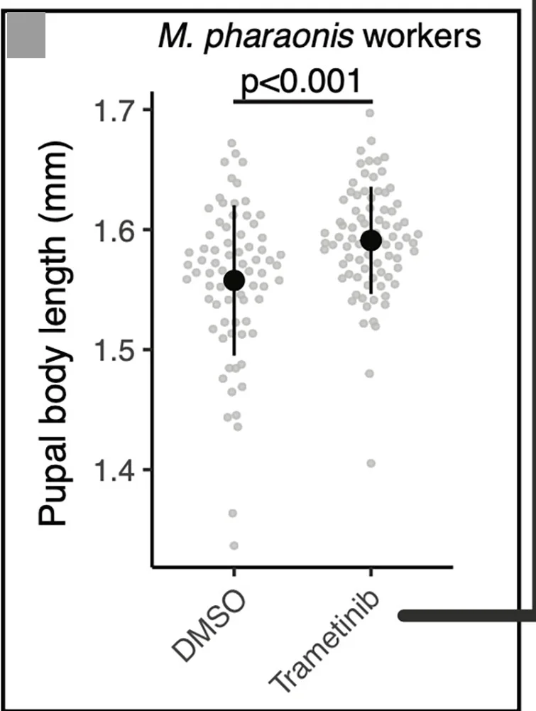 Open access visualization of Scatter Plot, Error Bars, Trametinib, Dsor1 Inhibitor, MAPK Signaling